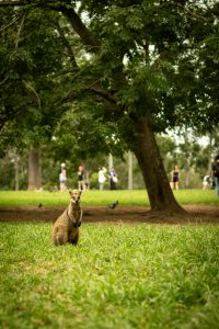 Kangaroo standing on grass with people in the background at a park.