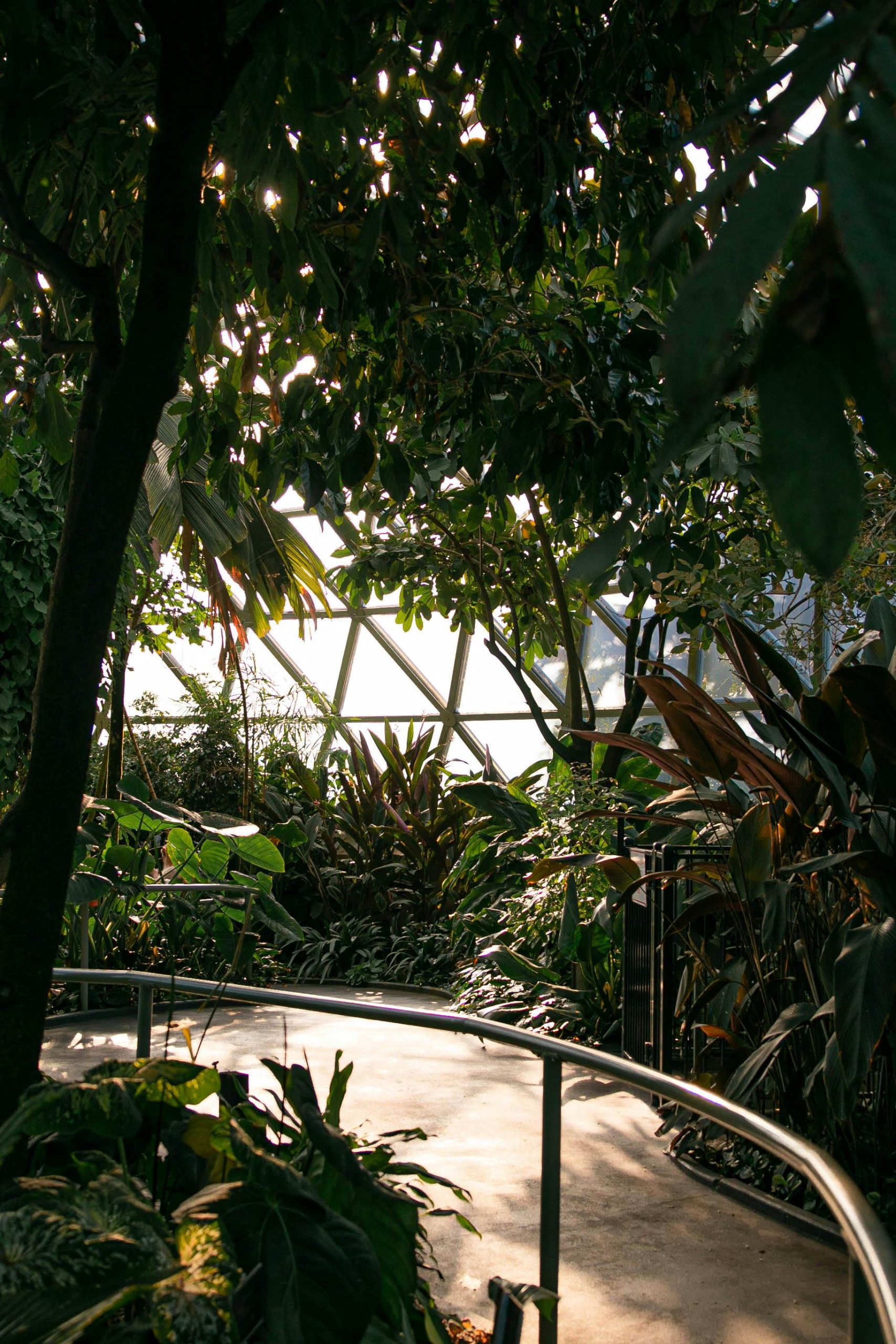 Lush green pathway in Mount Coot-tha Reserve, Brisbane, with sunlight filtering through the trees